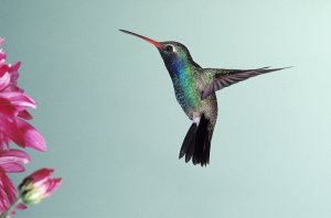 hummingbird