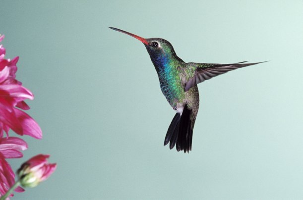 hummingbird