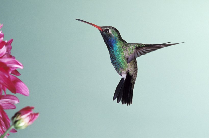 hummingbird