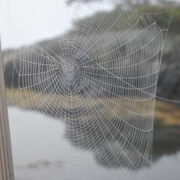 Web of Relationships