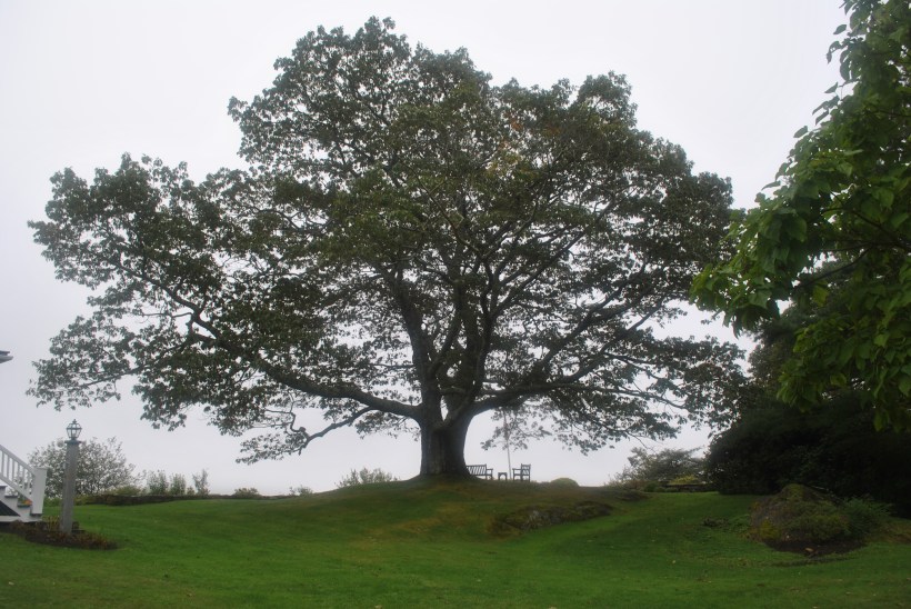 Advice From A Tree