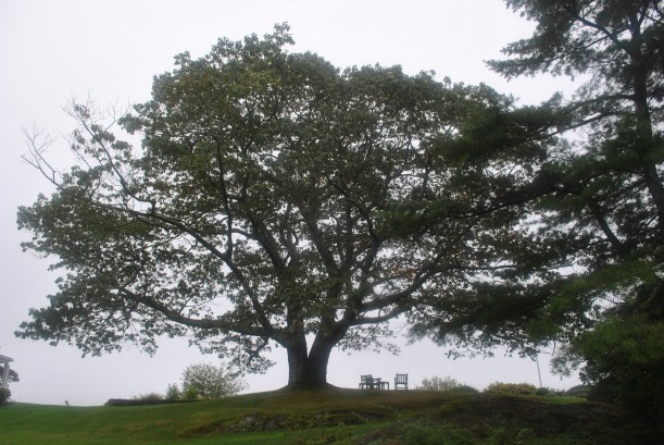 Advice From A Tree
