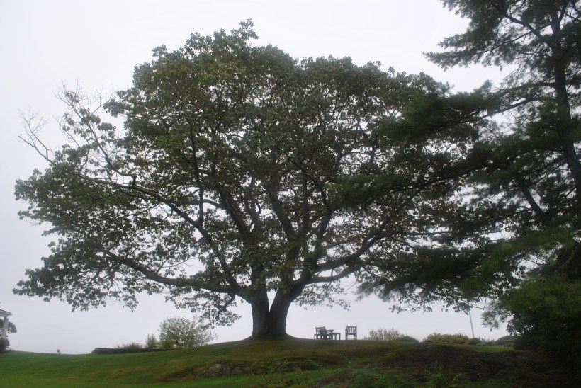 Advice From A Tree